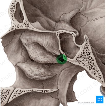 Forame esfenopalatino (Foramen sphenopalatinum); Imagem: Yousun Koh