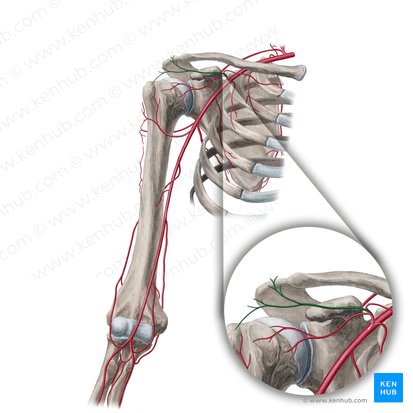 Acromial branch of thoracoacromial artery (Ramus acromialis arteriae thoracoacromialis); Image: Yousun Koh
