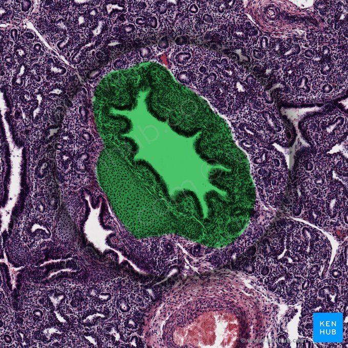 Bronquio fetal (Bronchus fetalis); Imagen: 