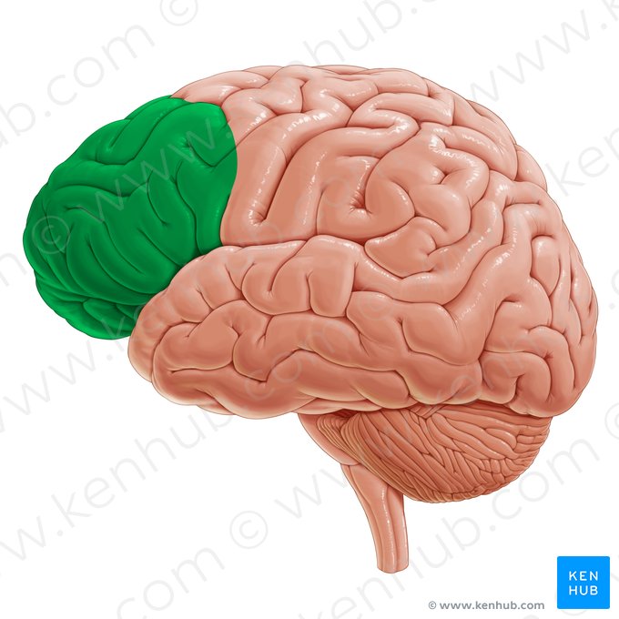 Cortex prefrontalis (Präfrontaler Cortex); Bild: Yousun Koh