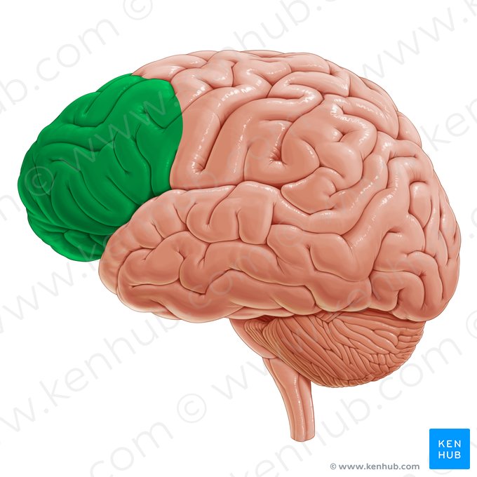 Cortex prefrontalis (Präfrontaler Kortex); Bild: Paul Kim