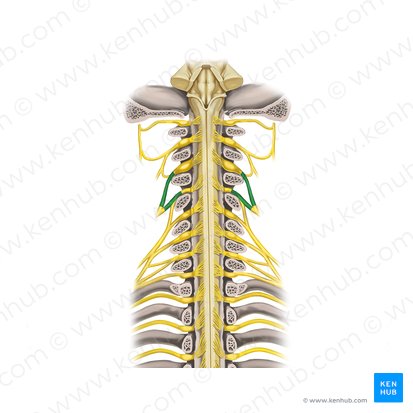 Nervos espinais C3-C4 (Nervi spinales C3-C4); Imagem: Rebecca Betts