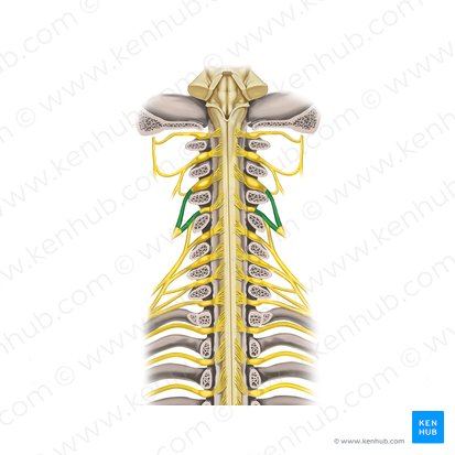 Nervios espinales C3 - C4 (Nervi spinales C3-C4); Imagen: Rebecca Betts