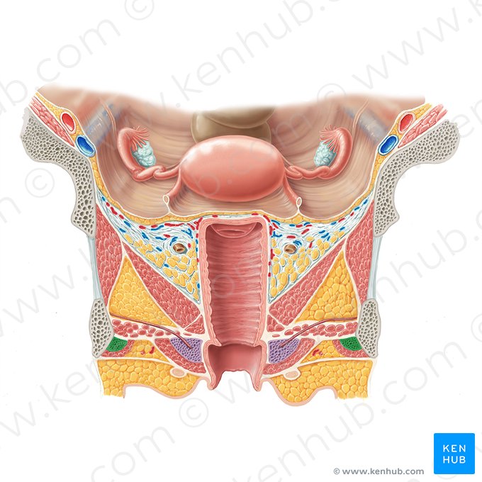 Crus of clitoris (Crus clitoridis); Image: Samantha Zimmerman