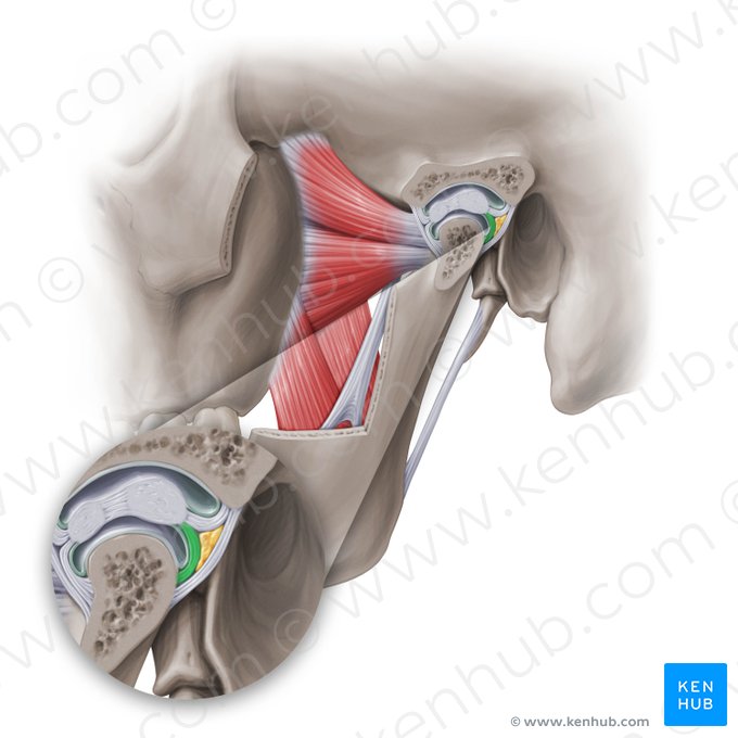 Inserción mandibular posterior del disco articular de la articulación temporomandibular (Insertio mandibularis posterior discus articularis); Imagen: Paul Kim