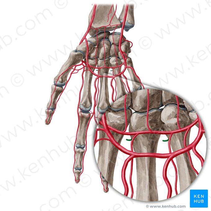 Ramos perfurantes das artérias metacarpais palmares (Rami perforantes arteriarum metacarpearum palmarium); Imagem: Yousun Koh