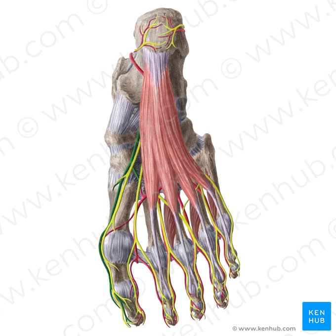 Medial plantar artery (Arteria plantaris medialis); Image: Liene Znotina