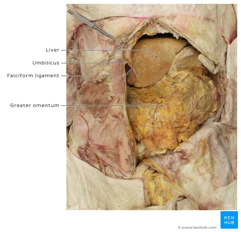 Greater omentum and falciform ligament