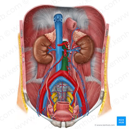 Aorta abdominal (Aorta abdominalis); Imagen: Irina Münstermann