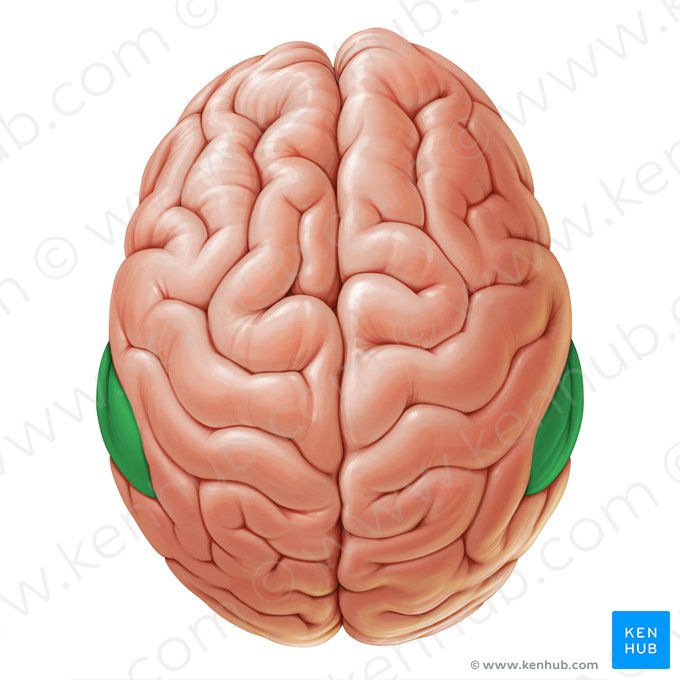 Supramarginal gyrus (Gyrus supramarginalis); Image: Paul Kim