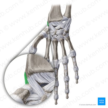 Radial collateral ligament of wrist joint (Ligamentum collaterale radiale carpi); Image: Yousun Koh
