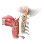 Hypoglossal nerve (CN XII)