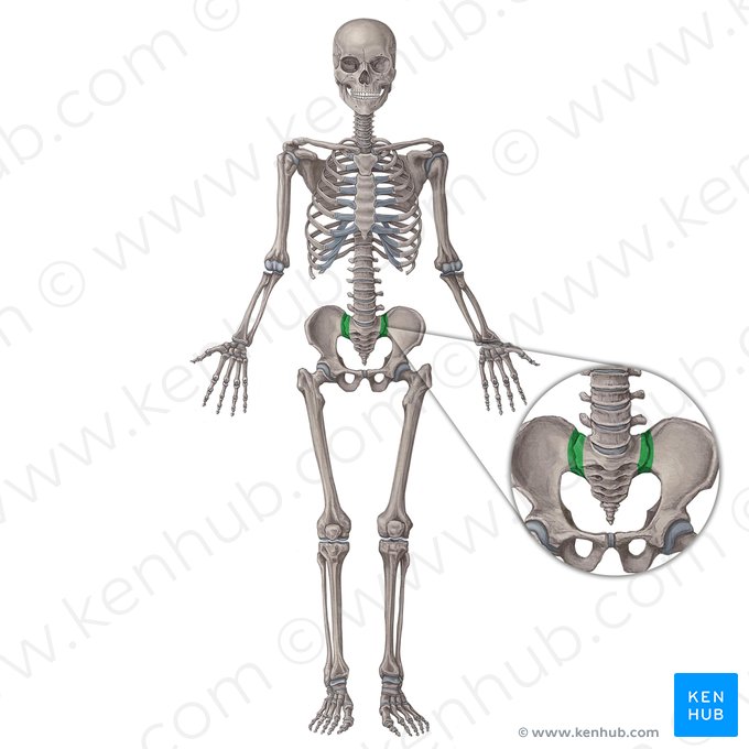 Sacroiliac joint (Articulatio sacroiliaca); Image: Irina Münstermann