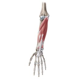 Compartimento anterior del antebrazo