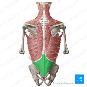 Abdominal wall: Layers, muscles and fascia | Kenhub