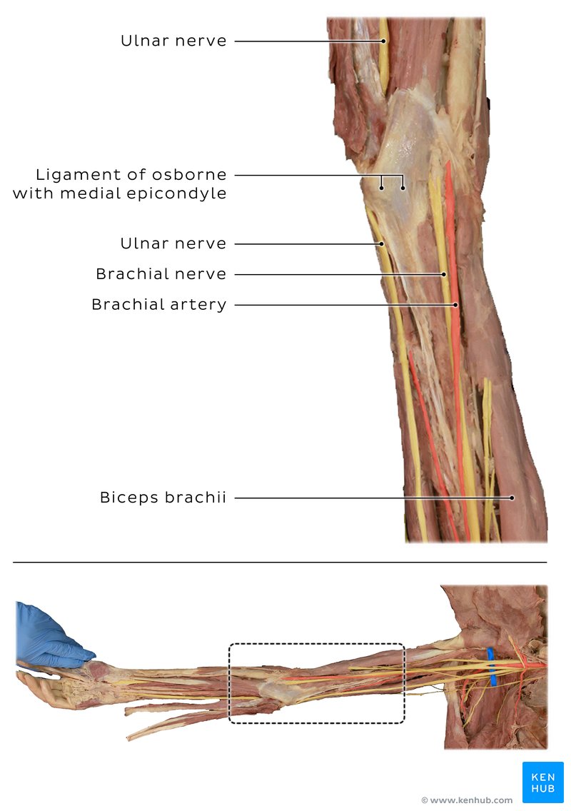 Ulnar nerve in cadaver