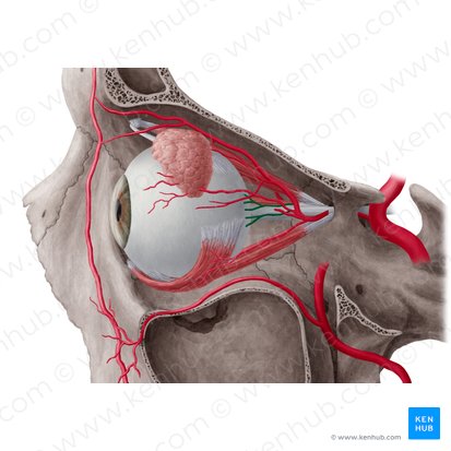 Posterior ciliary arteries (Arteriae ciliares posteriores); Image: Yousun Koh