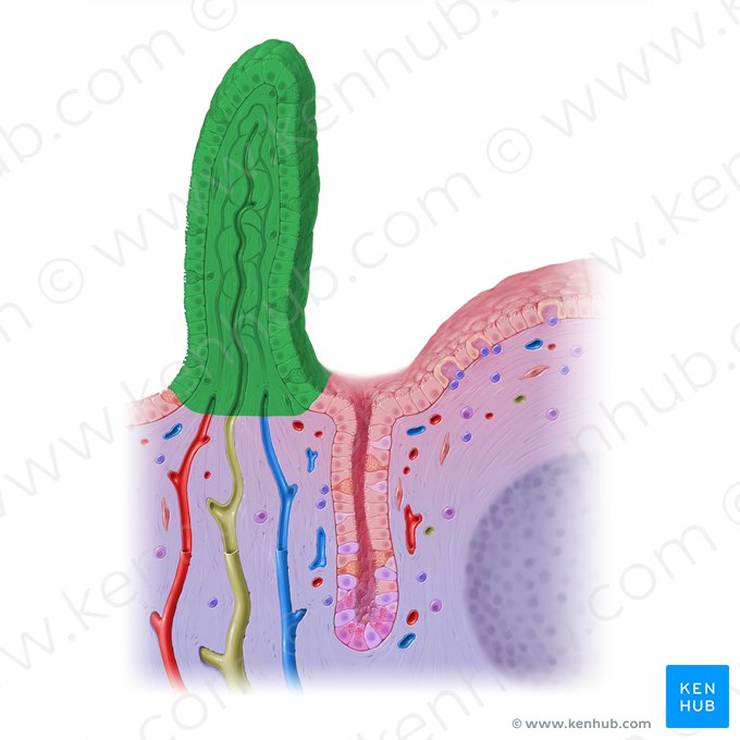 Intestinal villus (Villus intestinalis); Image: Paul Kim