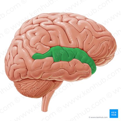 Superior temporal gyrus (Gyrus temporalis superior); Image: Paul Kim