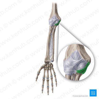 Ligamento colateral ulnar da articulação do cotovelo (Ligamentum collaterale ulnare cubiti); Imagem: Yousun Koh