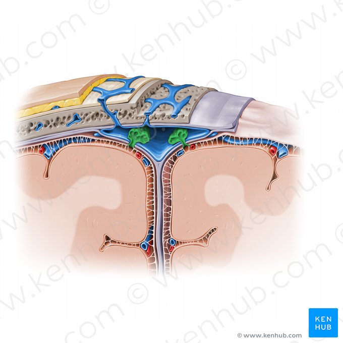 Arachnoid granulations (Granulationes arachnoideae); Image: Paul Kim