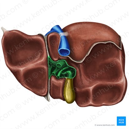 Porte hépatique (Porta hepatis); Image : Irina Münstermann