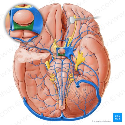 Posterior intercavernous sinus (Sinus intercavernosus posterior); Image: Paul Kim