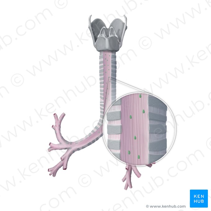 Tracheal glands (Glandulae tracheales); Image: Begoña Rodriguez