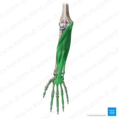 Músculos anteriores (flexores) do antebraço (Musculi flexores antebrachii); Imagem: Yousun Koh