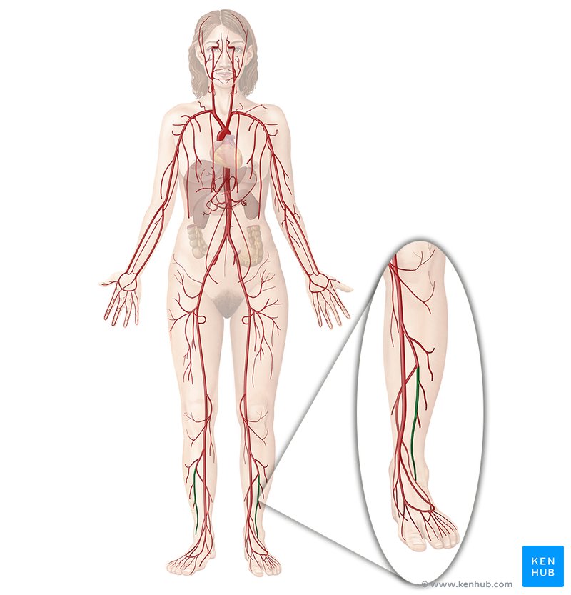 Fibular artery (arteria fibularis)