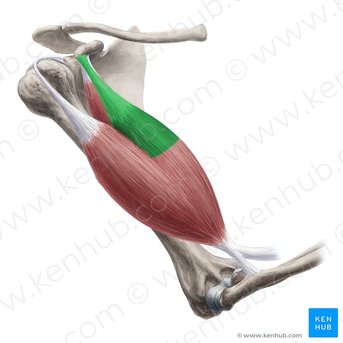 Caput breve musculi bicipitis brachii (Kurzer Kopf des zweiköpfigen Oberarmmuskels); Bild: Yousun Koh