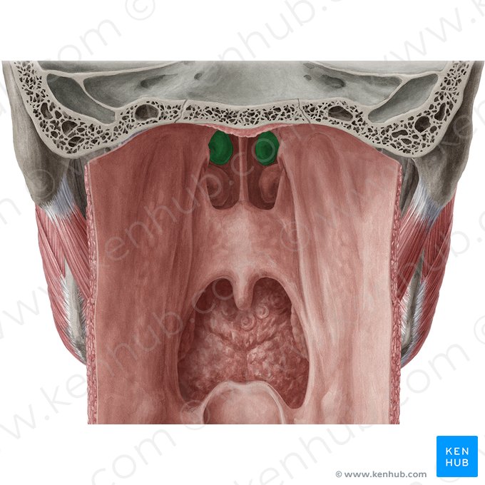 Cornet nasal moyen de l'os ethmoïde (Concha media nasi ossis ethmoidalis); Image : Yousun Koh