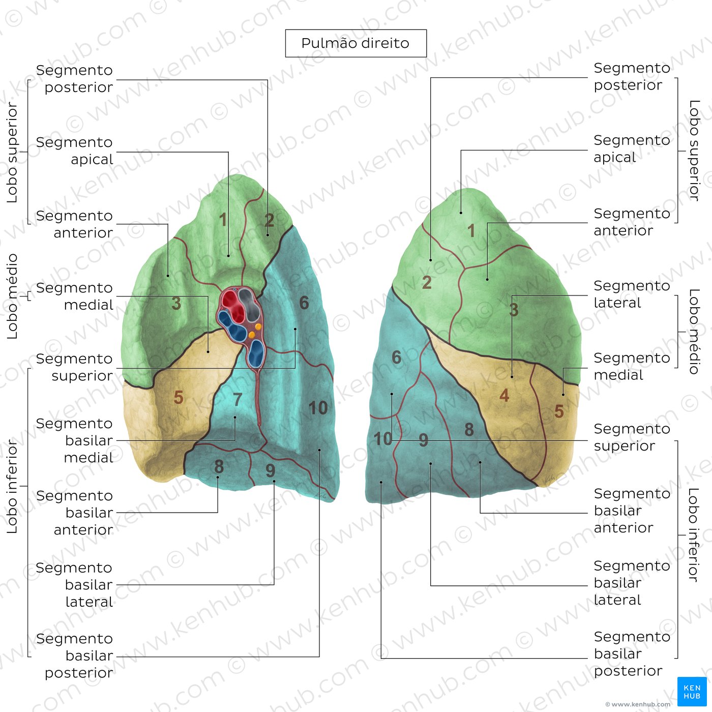 Segmentos broncopulmonares - Pulmão direito