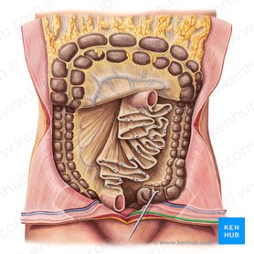 Abdominal wall: Layers, muscles and fascia | Kenhub