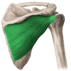 Musculus infraspinatus