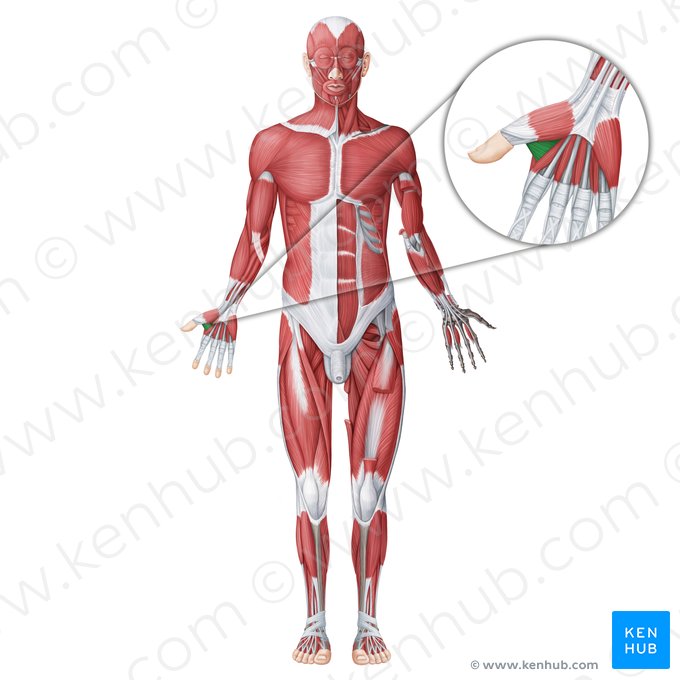 Musculus adductor pollicis (Daumenanzieher); Bild: Irina Münstermann