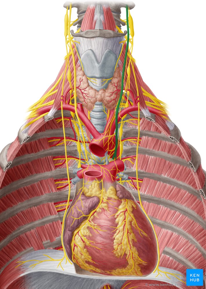 Nervo vago esquerdo - vista anterior (verde)