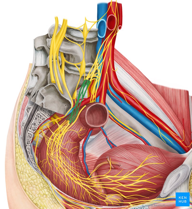 Hypogastric nerve: Anatomy, location, function | Kenhub