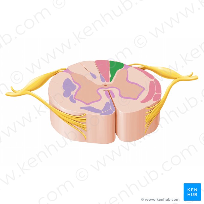 Fascículo cuneiforme (Fasciculus cuneatus); Imagen: Paul Kim