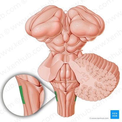 Tubérculo trigeminal (Tuberculum trigeminale); Imagen: Paul Kim