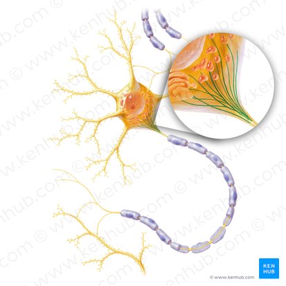 Microtúbulo (Microtubulus); Imagen: Paul Kim