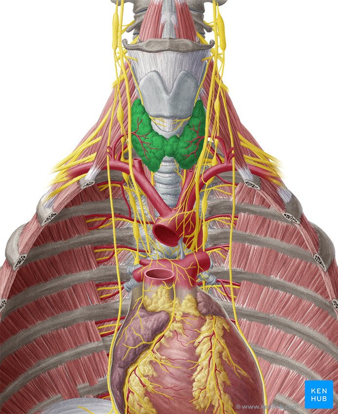 Thyroid gland - ventral view