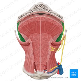 Musculus palatoglossus (Gaumen-Zungen-Muskel); Bild: Begoña Rodriguez