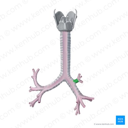 Bronchus lobaris superior dexter (Rechter oberer Lappenbronchus); Bild: Begoña Rodriguez