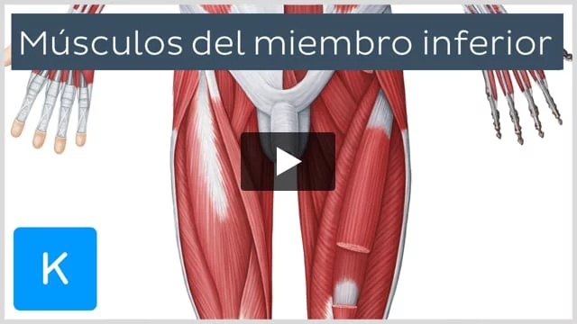 Flexión plantar  Qué es, qué parte del cuerpo realiza este