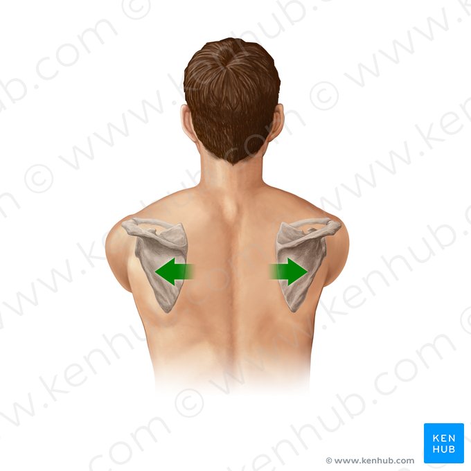 Protraction of scapula (Protractio scapulae); Image: Paul Kim