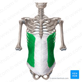 Musculus obliquus externus abdominis (Äußerer schräger Bauchmuskel); Bild: Yousun Koh