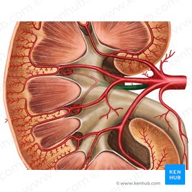 Ramo posterior da artéria renal (Ramus posterior arteriae renalis); Imagem: Irina Münstermann