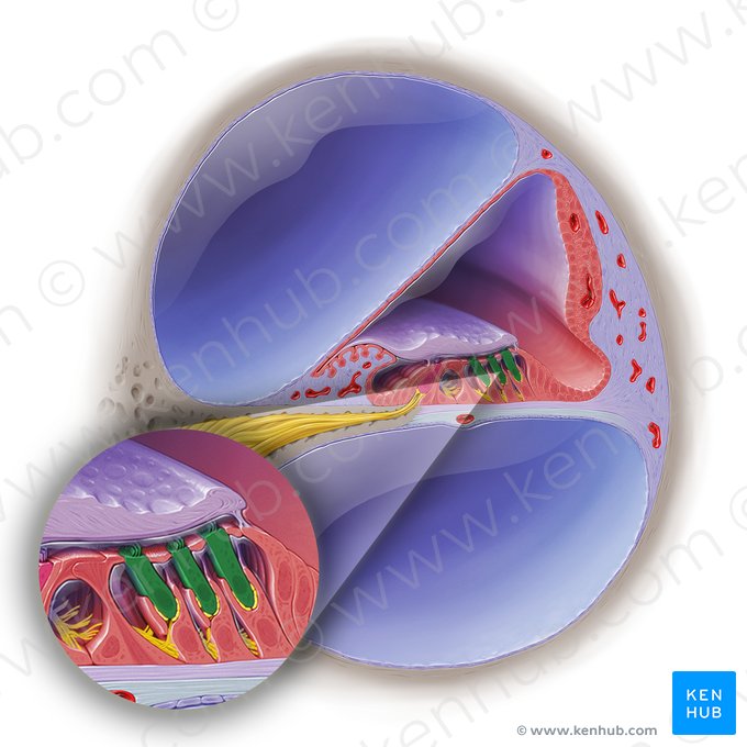 Células ciliadas externas do órgão espiral (Cochleocyti externi organi spiralis); Imagem: Paul Kim