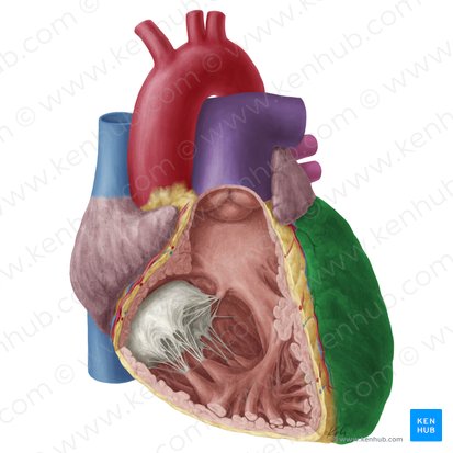 Ventrículo esquerdo do coração (Ventriculus sinister cordis); Imagem: Yousun Koh